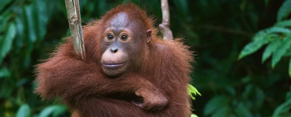 borneo banner25.jpg
