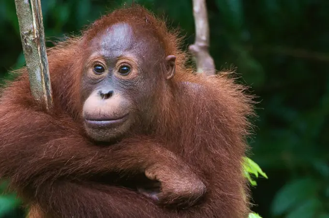 Wild Borneo with Kuala Lumpur Add-on 