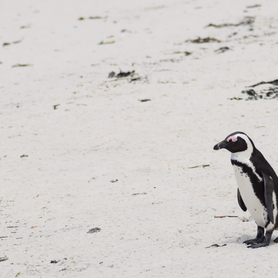 penguins in south africa