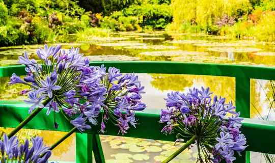 monets garden
